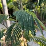 Paraserianthes lophanthaFuelha