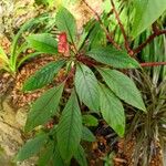 Impatiens auricoma Blad