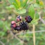 Coriaria myrtifolia 果實