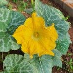 Cucurbita moschataÇiçek