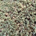 Arenaria alfacarensis برگ