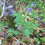 Phacelia bipinnatifida Flower