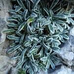 Saxifraga crustata 叶