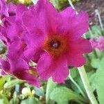 Primula pulverulenta Flor
