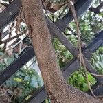 Garrya elliptica Bark