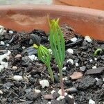 Pinus sibirica Leaf