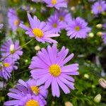 Brachyscome iberidifolia Flower