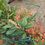 Cotoneaster coriaceusഇല