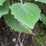 Pericallis aurita برگ