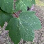 Acer pseudoplatanus Folio