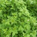 Cleome rutidosperma Leaf