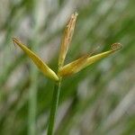 Carex pauciflora Blomst