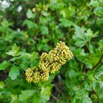 Rhus aromatica Цвят