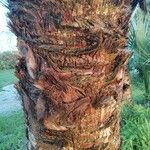 Sabal palmetto Bark