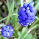 Muscari botryoidesBlüte