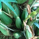 Coelogyne asperata Habitat