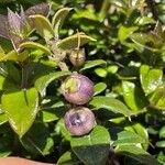 Rhaphithamnus spinosus Fruto
