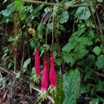 Fuchsia splendens Cvet