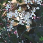 Begonia quaternata Květ