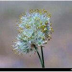 Allium saxatile Cvet