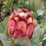 Protea grandiceps പുഷ്പം