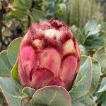 Protea grandiceps Квітка