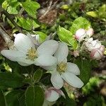 Malus domestica Blüte