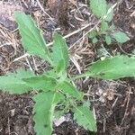 Solanum physalifolium Liść