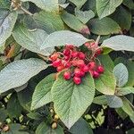 Viburnum lantanaᱡᱚ