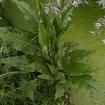 Rumex hydrolapathum Листок