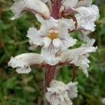 Orobanche crenata Flower