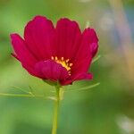 Cosmos bipinnatus Flower