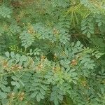 Indigofera longibarbata Hoja