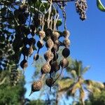 Sophora tomentosa Φρούτο