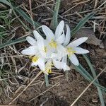 Leucocrinum montanum Flower