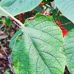 Clerodendrum buchananii برگ