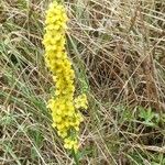 Verbascum nigrumBloem