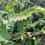 Scutellaria albida その他の提案