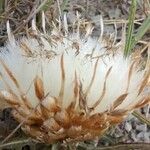 Leuzea conifera Fruit