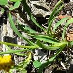 Bupleurum ranunculoides Leaf