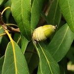 Quercus myrsinifolia Fruto