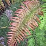 Blechnum cordatum Altres