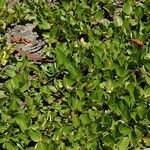 Salix herbacea Blad