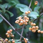 Davilla nitida Meyve