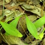Claytonia caroliniana Folio