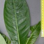 Psychotria grandis Other