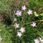 Dianthus hyssopifolius Hábito