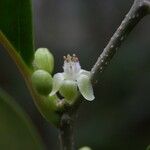 Casearia coriacea Flower