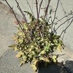 Lactuca muralis Libunga