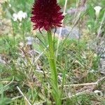 Gymnadenia nigra Flower
